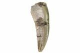 Bargain, Serrated, Megalosaurid (Marshosaurus) Tooth - Colorado #169042-1